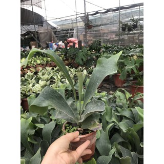 Cây ổ rồng ( Size lớn và bé)