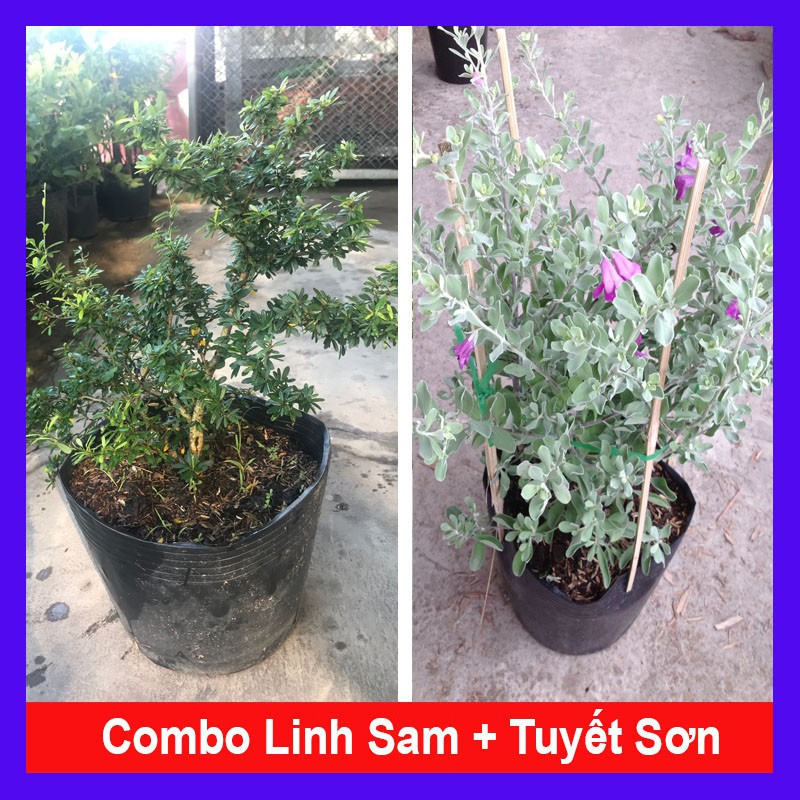 Combo cây linh sam + cây tuyết sơn phi hồng + tặng phân bón cho cây