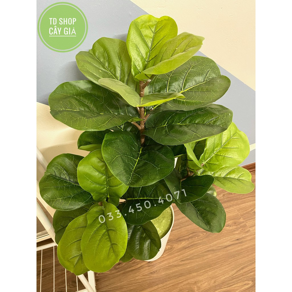 Cây giả - Cây bàng singapore giả decor cao 1M có 3 nhánh