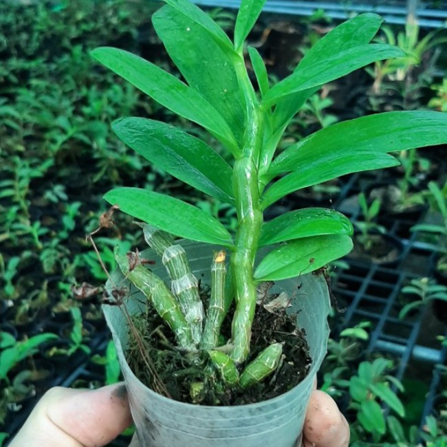 Cây lan giống Lan Phi điệp giao hàng như hình tặng kèm chậu, mua 10 cây tặng 1 cây