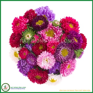 Hạt giống hoa Cúc Đà lạt TN 169