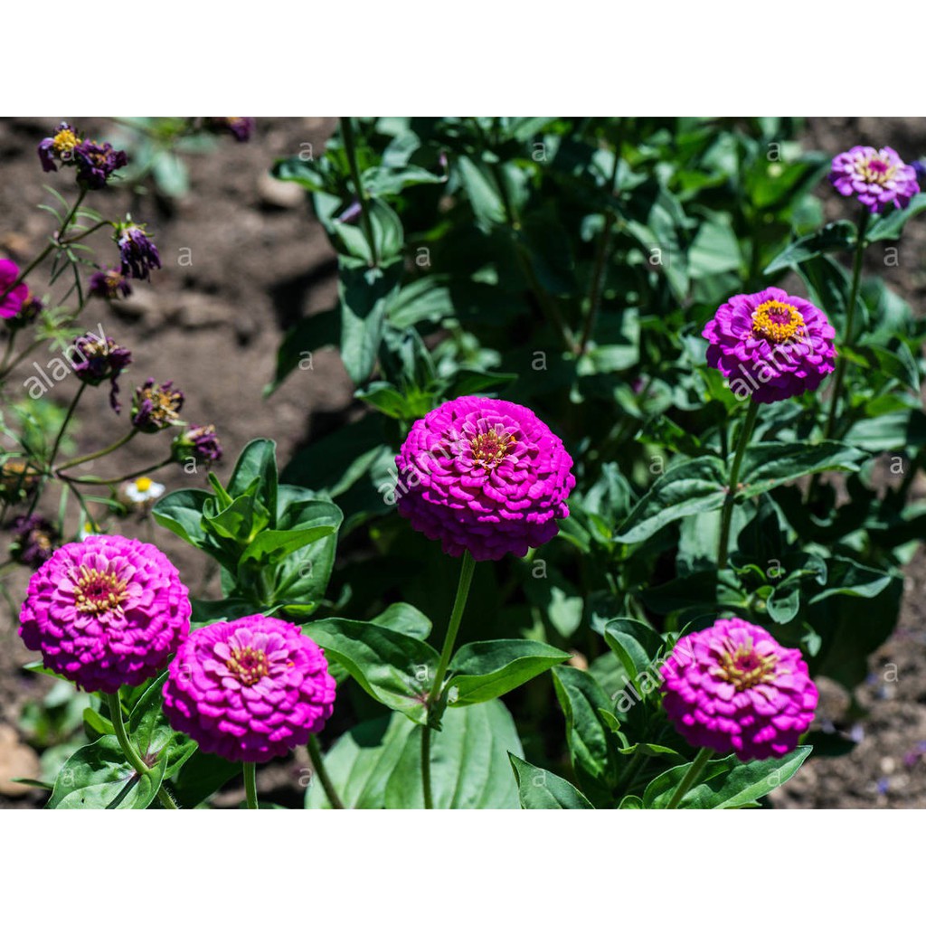 Hạt Giống Hoa Cúc Zinnia Tím  - Dễ Trồng, Hoa To Đẹp - MUA 3 TẶNG 1 CÙNG LOẠI
