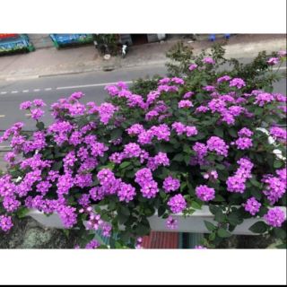 Cây ngũ sắc tím