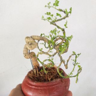 Cây Cần Thăng bonsai để bàn