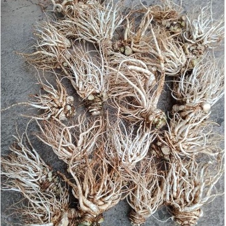 |10KG| Sâm đương quy tươi Đức Trọng - Lâm Đồng