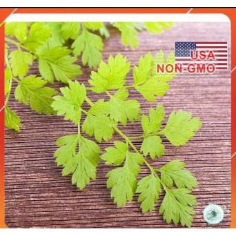 Hạt Giống Chervil Vertissimo Ngò Rí Tây