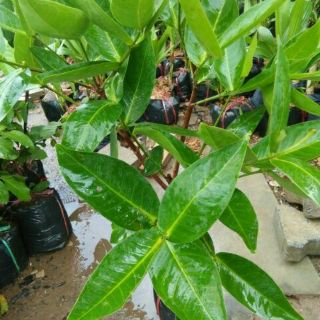 Cây mận an phước