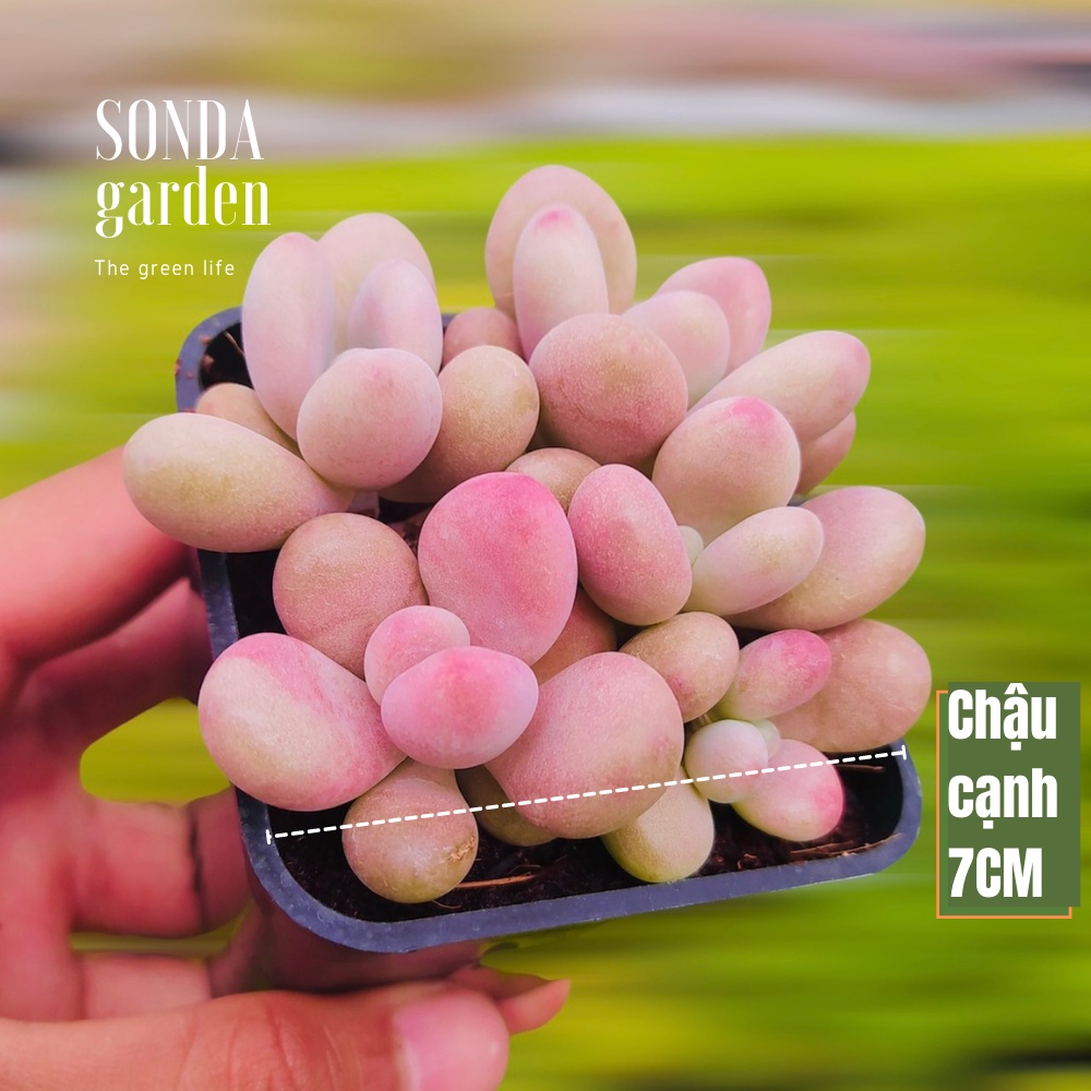 Sen đá sỏi hồng SONDA GARDEN chậu 7cm, xuất xứ Đà Lạt, khoẻ đẹp, lỗi 1 đổi 1