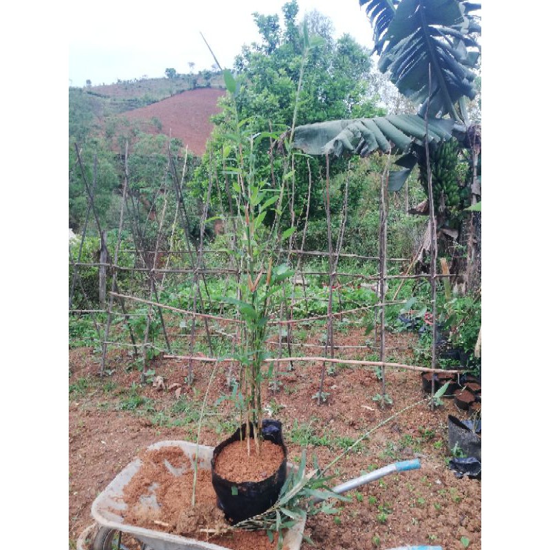 Giống cây măng sặt