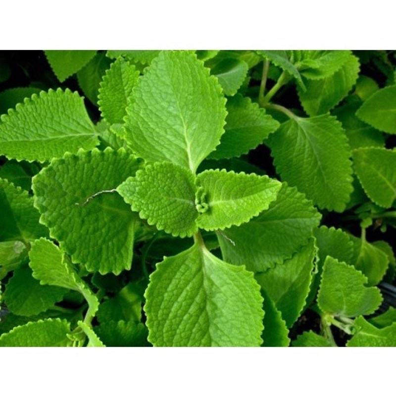 Chỉ giao hoả tốc - 200gr Lá húng chanh (tần dày lá) nhà trồng, không phun thuốc