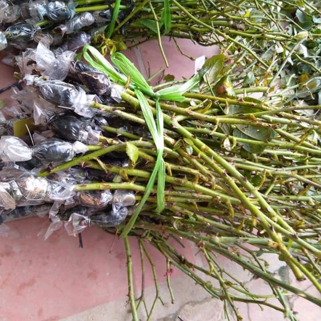 Cành chiết giống