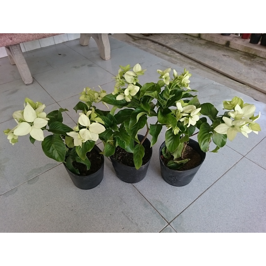 Cây Bướm Bạc - cây cảnh để bàn
