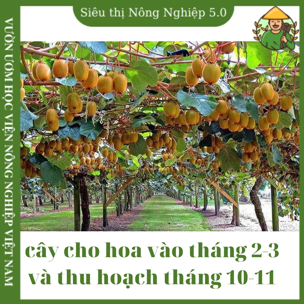 Cây giống kiwi nhập khẩu mỹ f1, giống dương đào đại học nông nghiệp 1, cây kiwi vàng giâm cành cao 40cm - 60cm