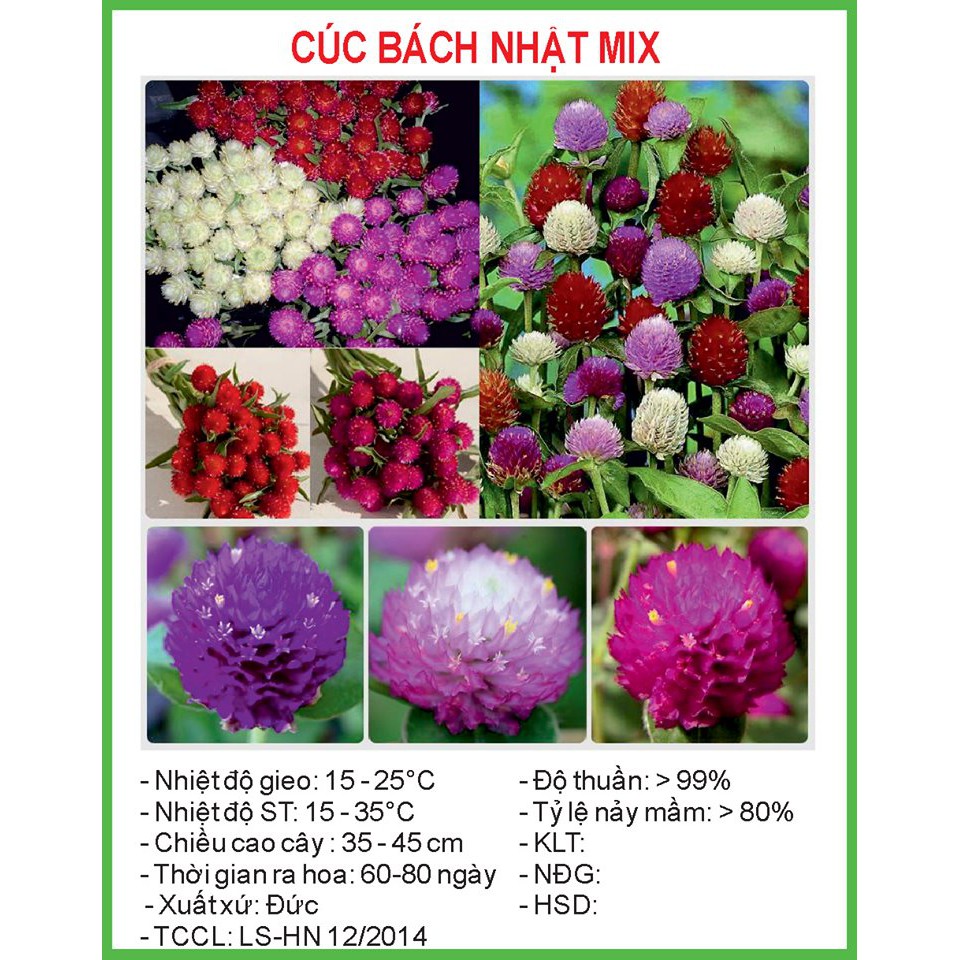 Hạt Giống Cúc bách nhật Mix 100 Hạt/ Gói