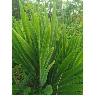 Combo 2 cây giống xạ can