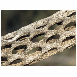 Lũa Cholla Cactus cho bể tép