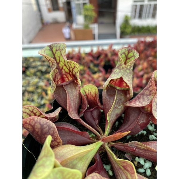Cây hố bẫy tổng hợp, sarracenia , cây bắt mồi