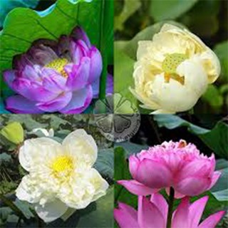 100 Hạt giống sen quan âm (sen bách điệp)