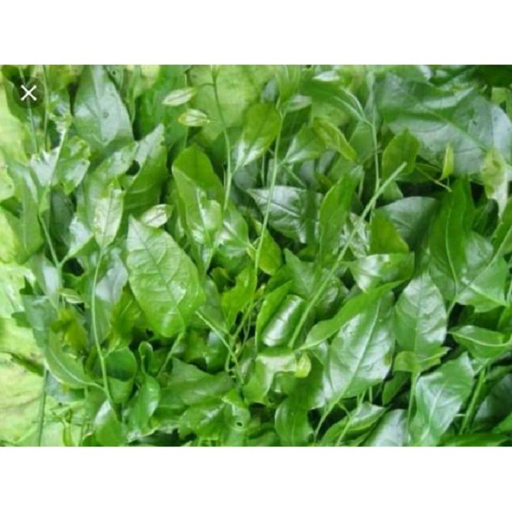 Cây giống rau sắng giống chuẩn