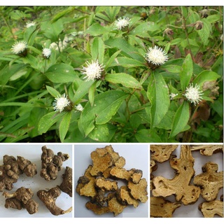 Bạch Truật Sao - 500g