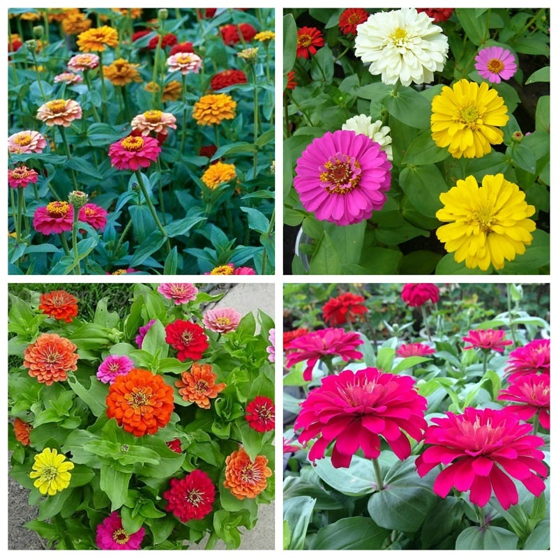 HẠT GIỐNG HOA CÚC LÁ NHÁM Hạt Zinnia Tinh tế Màu sắc sắc nét tươi sáng đẹp mắt