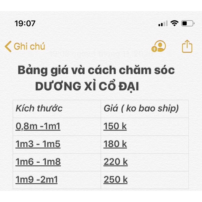 DƯƠNG XỈ CỔ ĐẠI