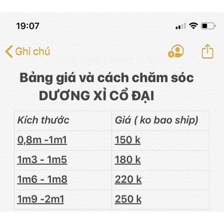 DƯƠNG XỈ CỔ ĐẠI