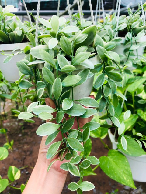 Lan hạt dưa cẩm thạch