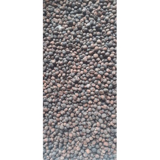 100gram hạt bông gòn giống
