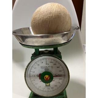 Dừa xiêm trọc trái to size 500-600g