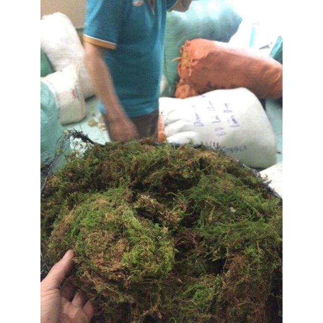 Rêu rừng phơi khô - Phụ kiện ghép lan, giữ ẩm cho Lan (100 gr/ gói) Tặng vôi ngâm rêu ☘️