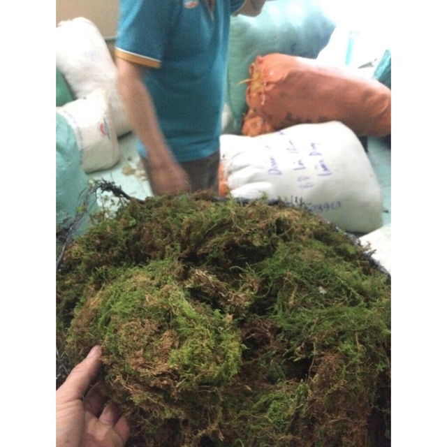 Rêu rừng phơi khô - Phụ kiện ghép lan, giữ ẩm cho Phong Lan  kèm vôi bột ngâm rêu ☘️