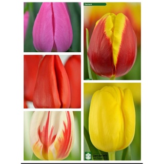 CỦ GIỐNG HOA TULIP HÀ LAN