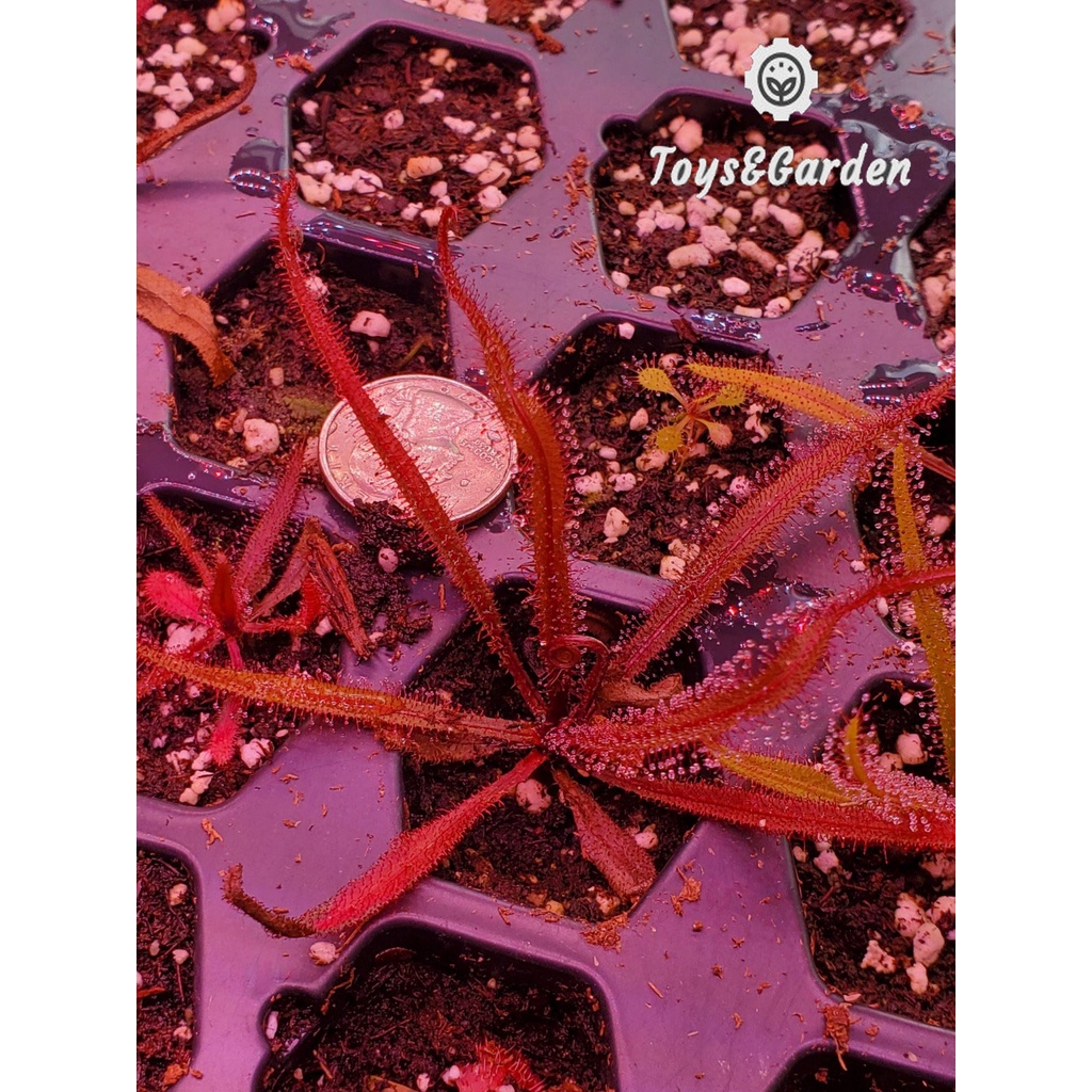 Cây Ăn Thịt Côn Trùng Gọng Vó Drosera Adelae, Cây Băt Mồi Băt Muỗi Hiệu Quả Cao