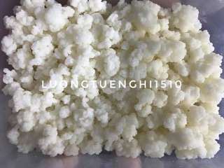 Nấm sữa kefir