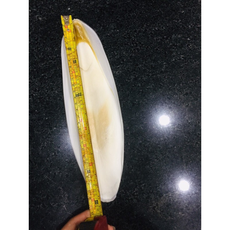 Nan mực nguyên miếng size 12cm trở lên