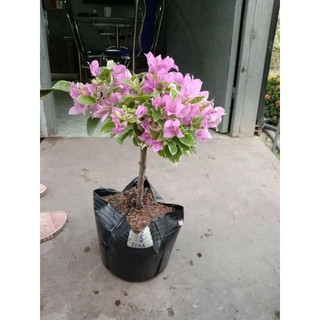 Cây 🌲 Giấy Cẩm Thach tím Hoa Cà