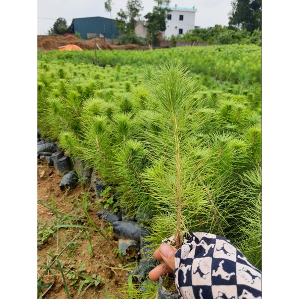 Thông kalybe cây cảnh đẹp