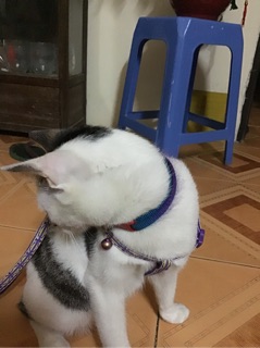Bộ yếm và dây dắt 2 lớp nhãn thỏ