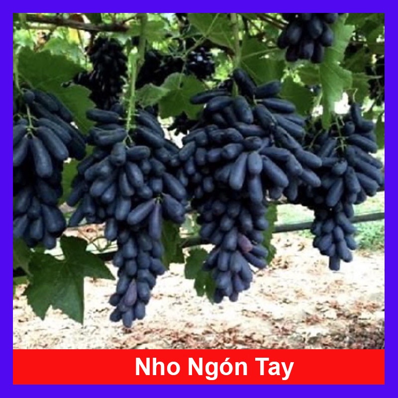 Cây nho ngón tay đen không hạt - cây ăn quả