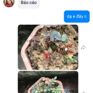 Gốc giống hoa hồng ngoại