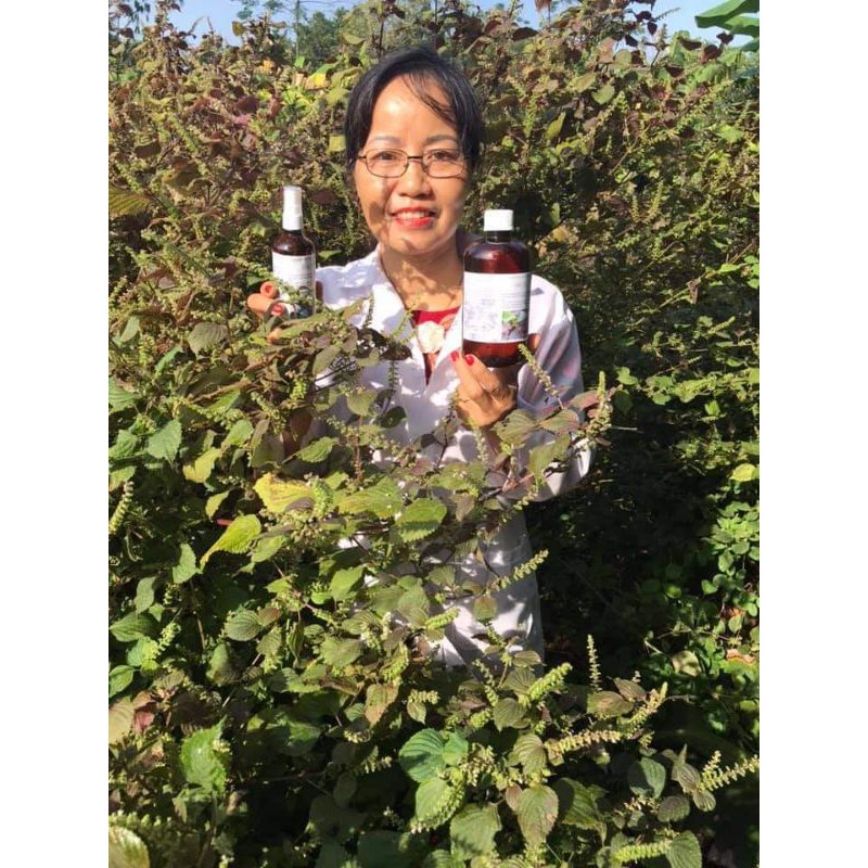 Nước cất cây Tía Tô