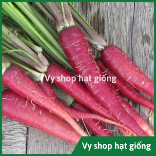 Hạt giống cà rốt đỏ Thái Lan gói 500 hạt