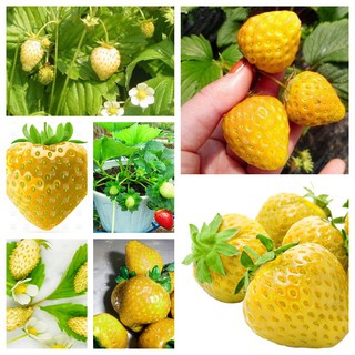 Bộ 2 gói hạt giống dâu tây vàng - tặng 1 gói kích mầm