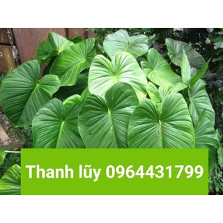 Cây Giống Thiên Niên kiện 15k/3 cây