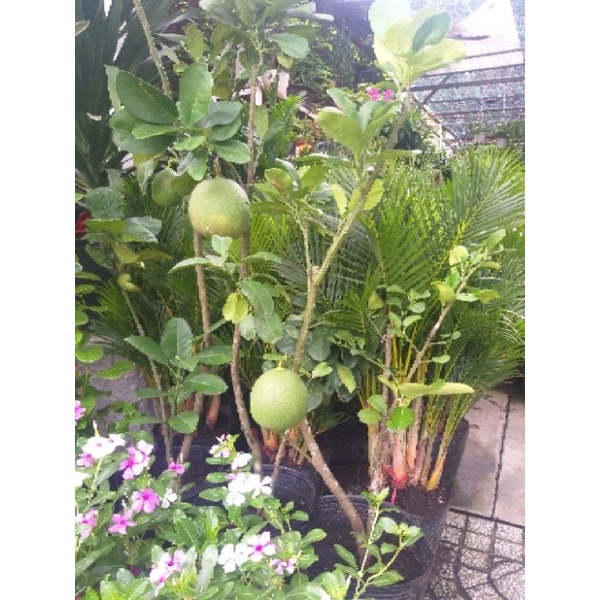 Bưởi Da Xanh trồng chậu