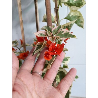 Cây 🌲 Giấy cẩm thạch cam (siêu hoa)