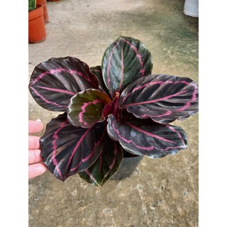 🍇☘Cây Đuôi Công Tím🍇☘