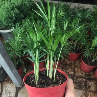 Cây Cau tiểu trâm