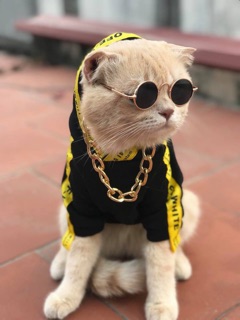Mắt kính cool ngầu cho thú cưng